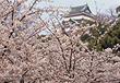 和歌山城「桜」